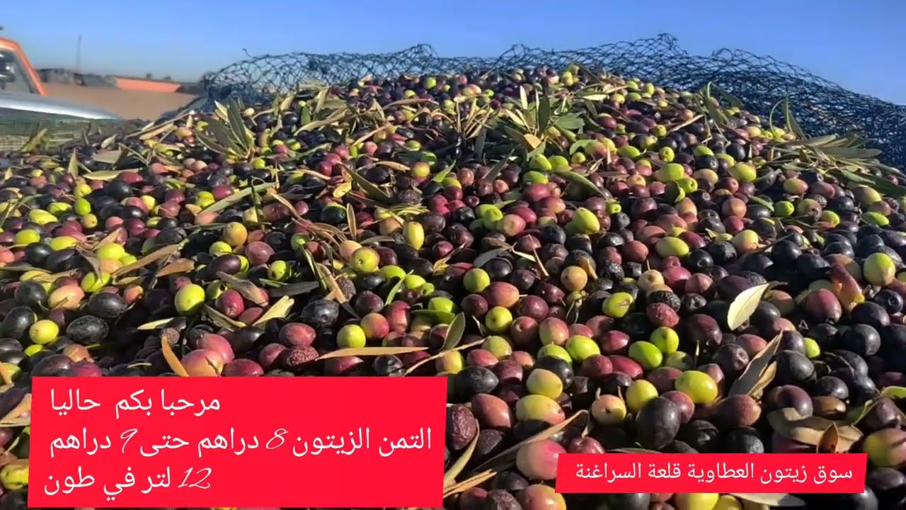 سوق زيتون العطاوية قلعة السراغنة والوناسدة اليوم