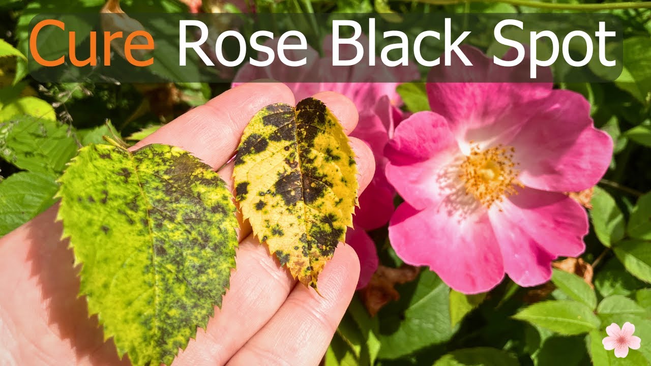 How to Identify and Treat Rose Black Spot Fungus, Diplocarpon rosae