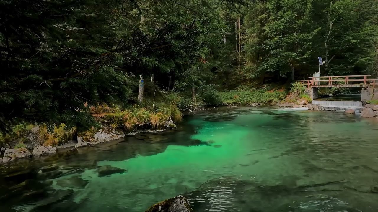 Forest River & Bird Sounds for Deep Sleep | Relax, Study & Meditate