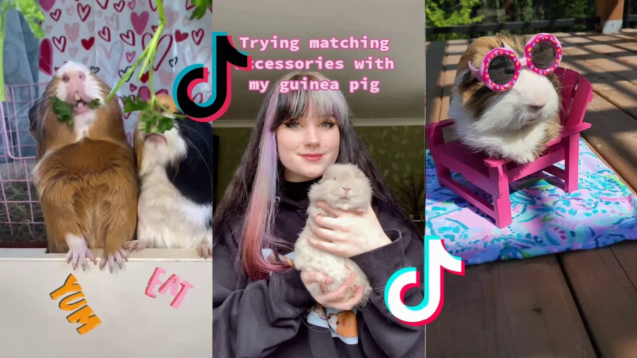 Cute Guinea Pigs - Tiktok Compilation #33