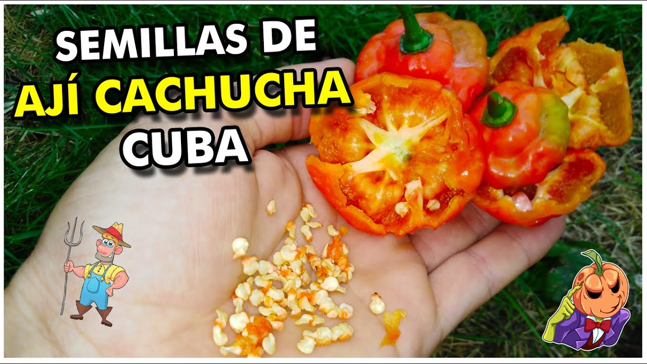 OBTEN SEMILLAS de una Planta de Aji CACHUCHA. COMO obtener SEMILLAS de aji dulce. 5 MÉTODOS FACILES.