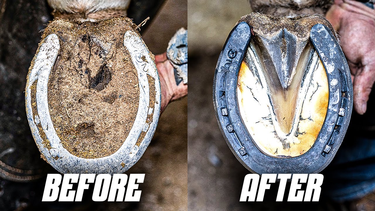 Satisfying Horse Hoof Restoration | 4K ASMR