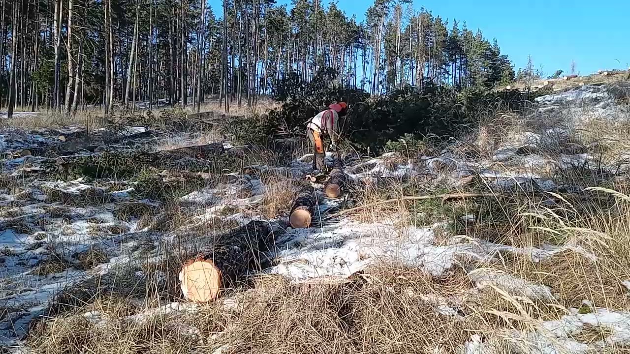 Teamwork in the Forest | Spolupráce v lese | Zusammenarbeit im Wald