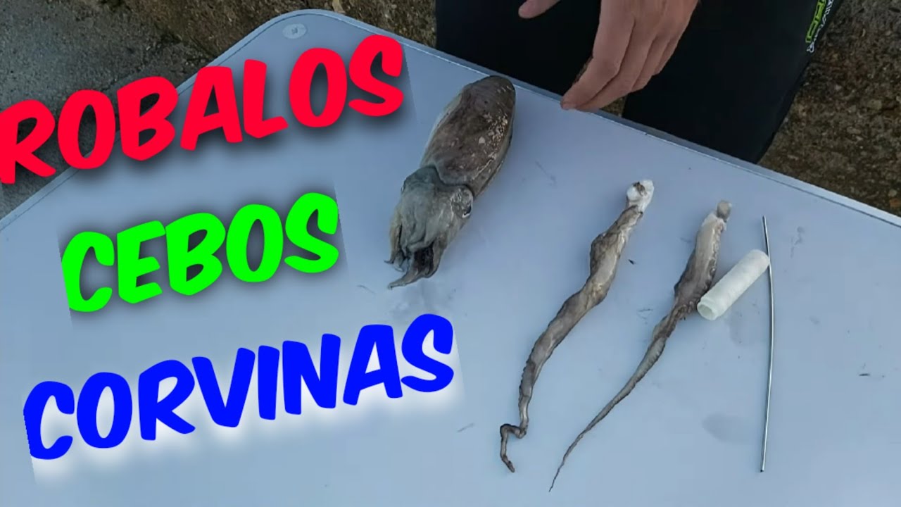 CEBOS TOP PARA GRANDES ROBALOS Y CORVINAS