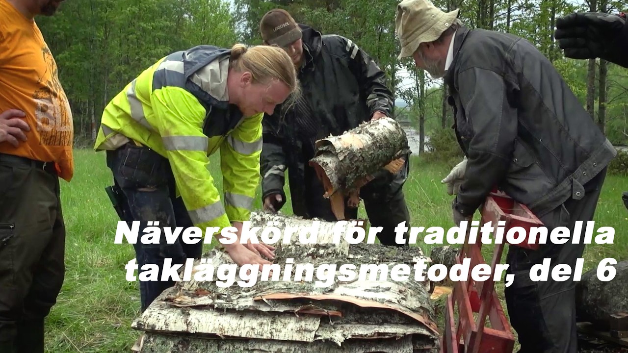 Näverskörd för traditionella takläggningsmetoder, del 6