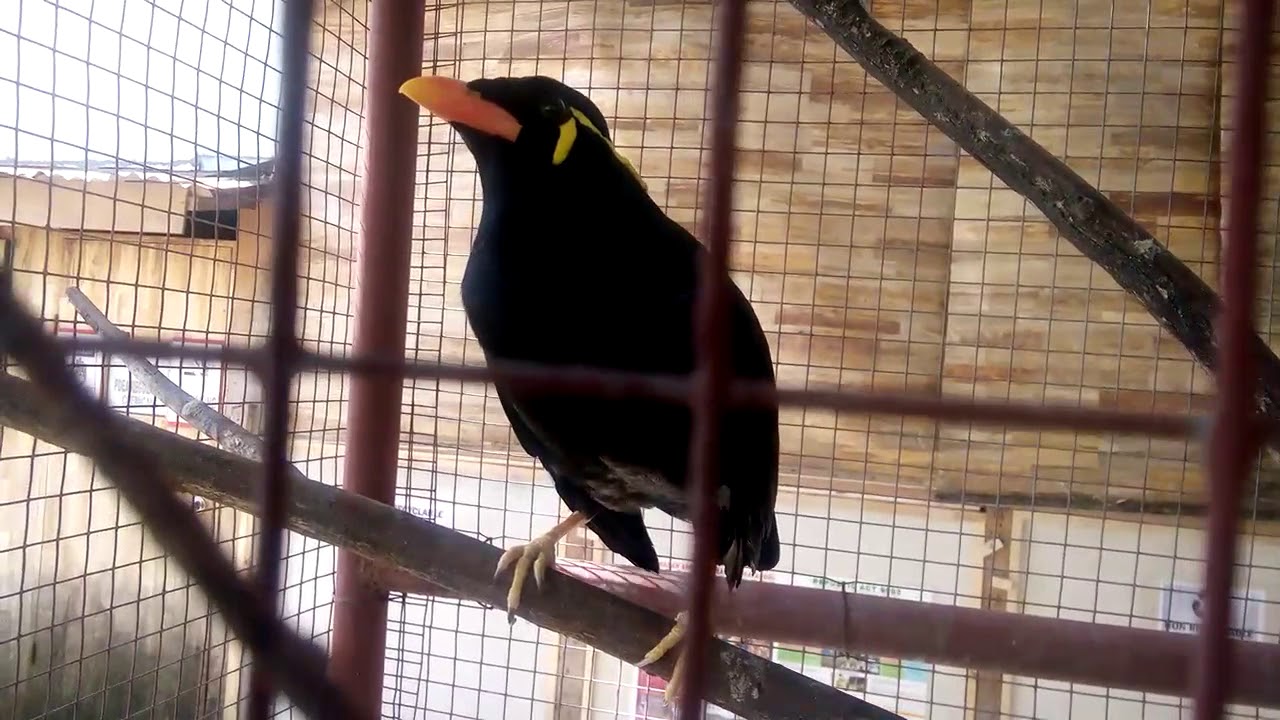 Philippine talking bird