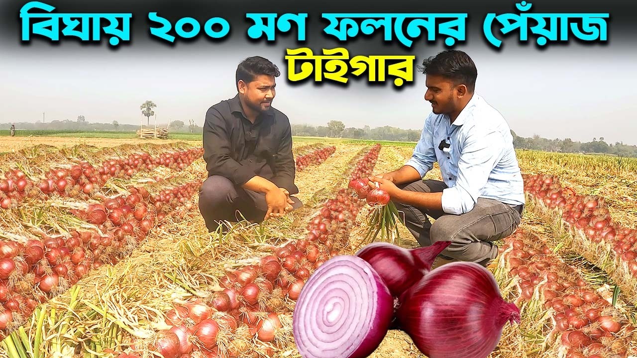 বিঘায় ২০০ মণ ফলনের গ্রীষ্মকালীন পেঁয়াজ চাষ কৃষকের | Ep-1033