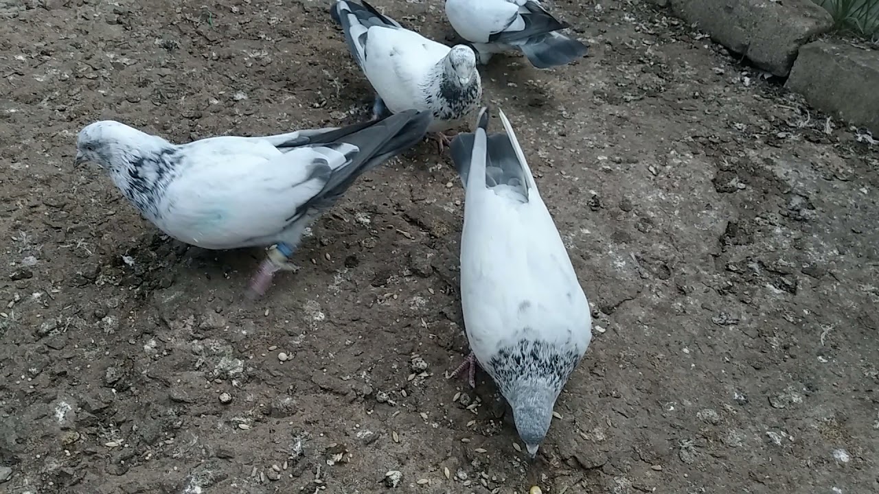 Пакистанские  голуби! Просто  нет  слов.