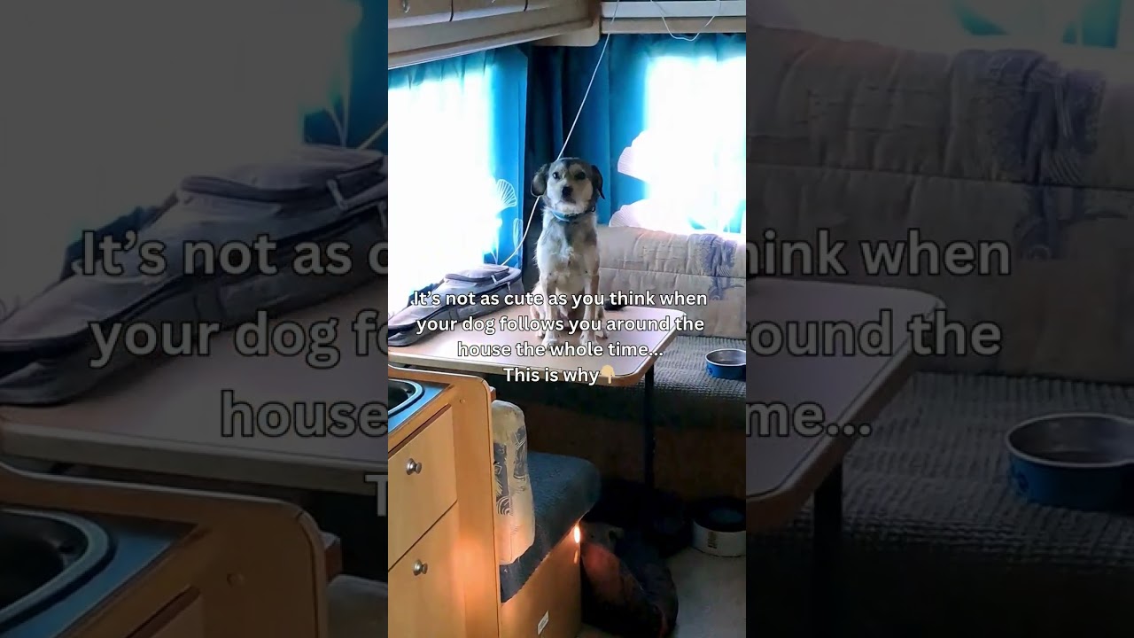 Does Your Dog Follow You Everywhere? Here's Why 🐾