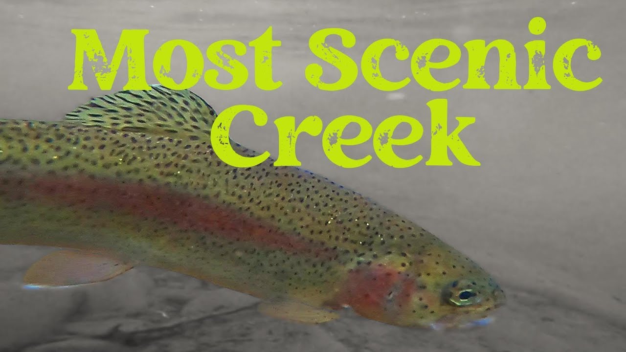 The Last Great Brook Trout Fishery in Pennsylvania | Fly Fishing PA’s Most Scenic Creek