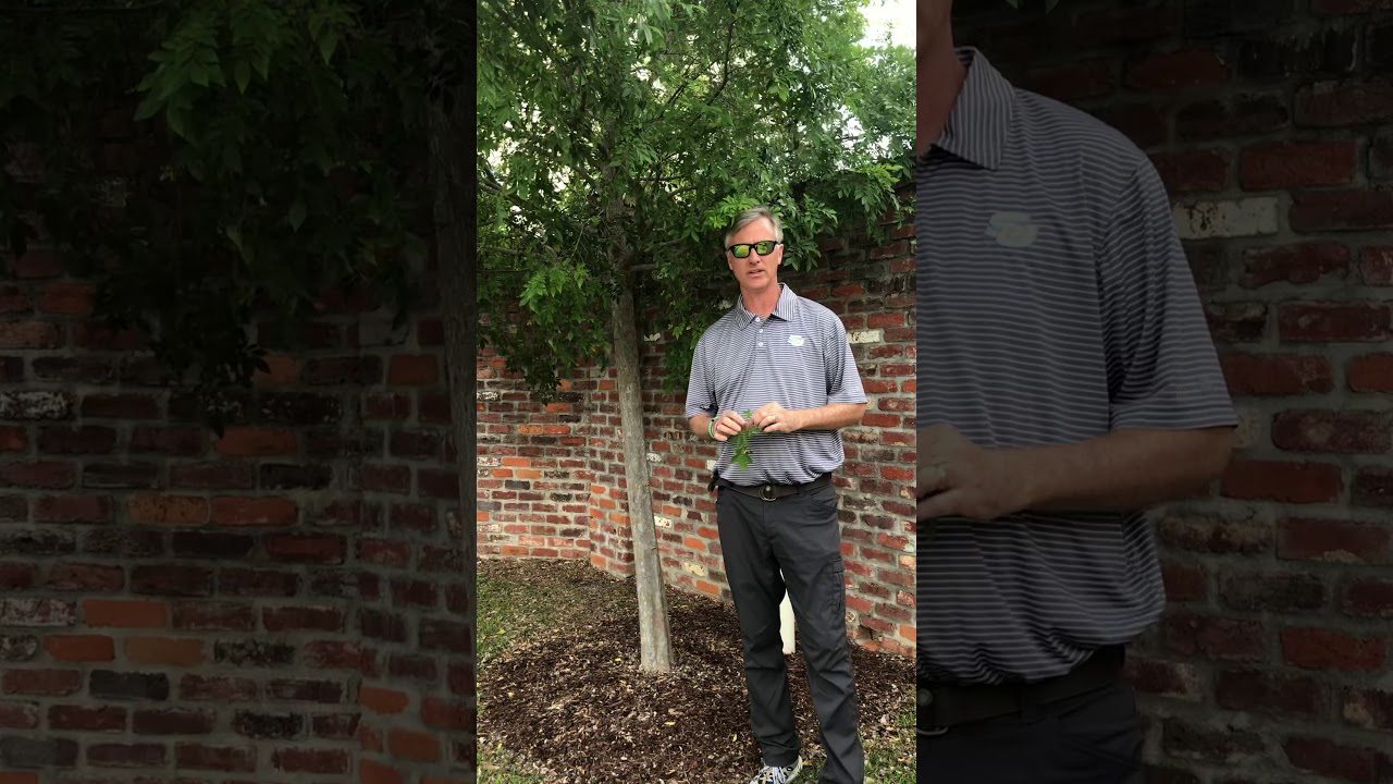 Chinese Elm ‘Drake’