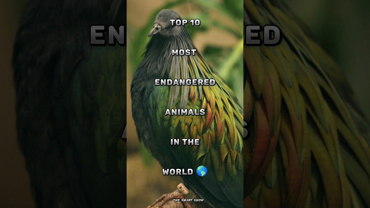 Top 10 most endangered animals in the world 🌍 #animals #wildlife #animal #viral