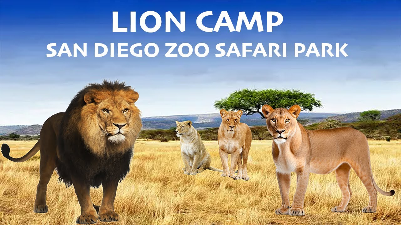 Uncaged Zoo Tours: Lion Camp at the San Diego Zoo Safari Park #uncagedzootours