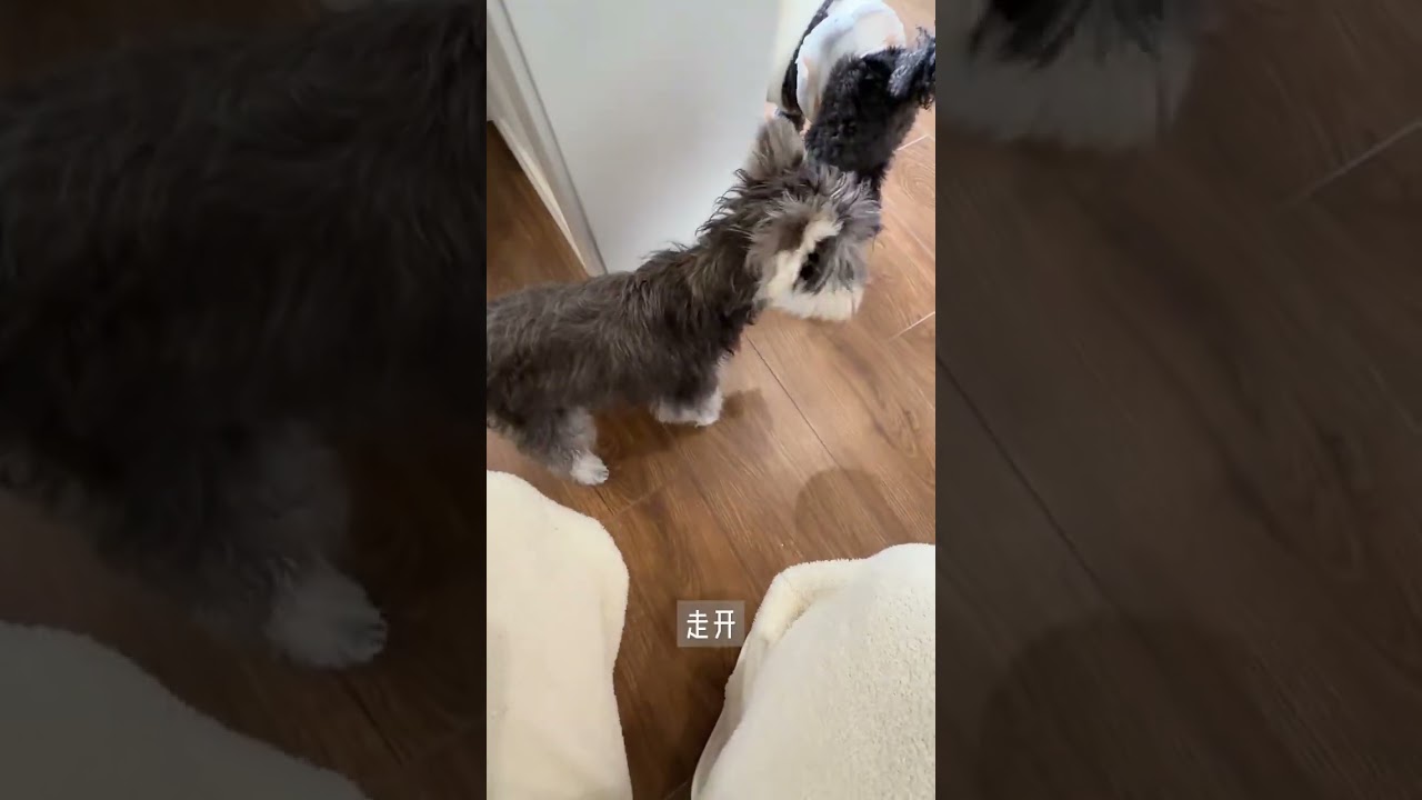 Vlog living alone raising three puppies on weekends - real daily life#视频博客#vlog 1 Billion