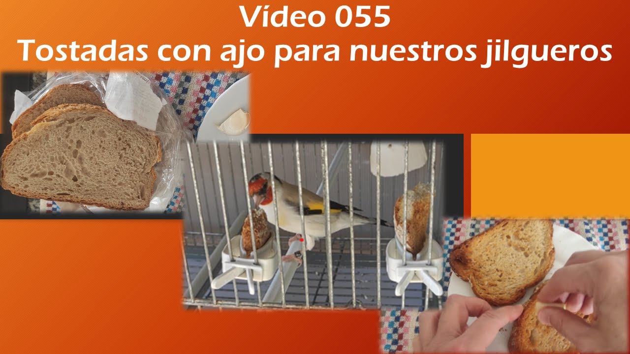 055 TOSTADAS CON AJO PARA NUESTROS JILGUEROS