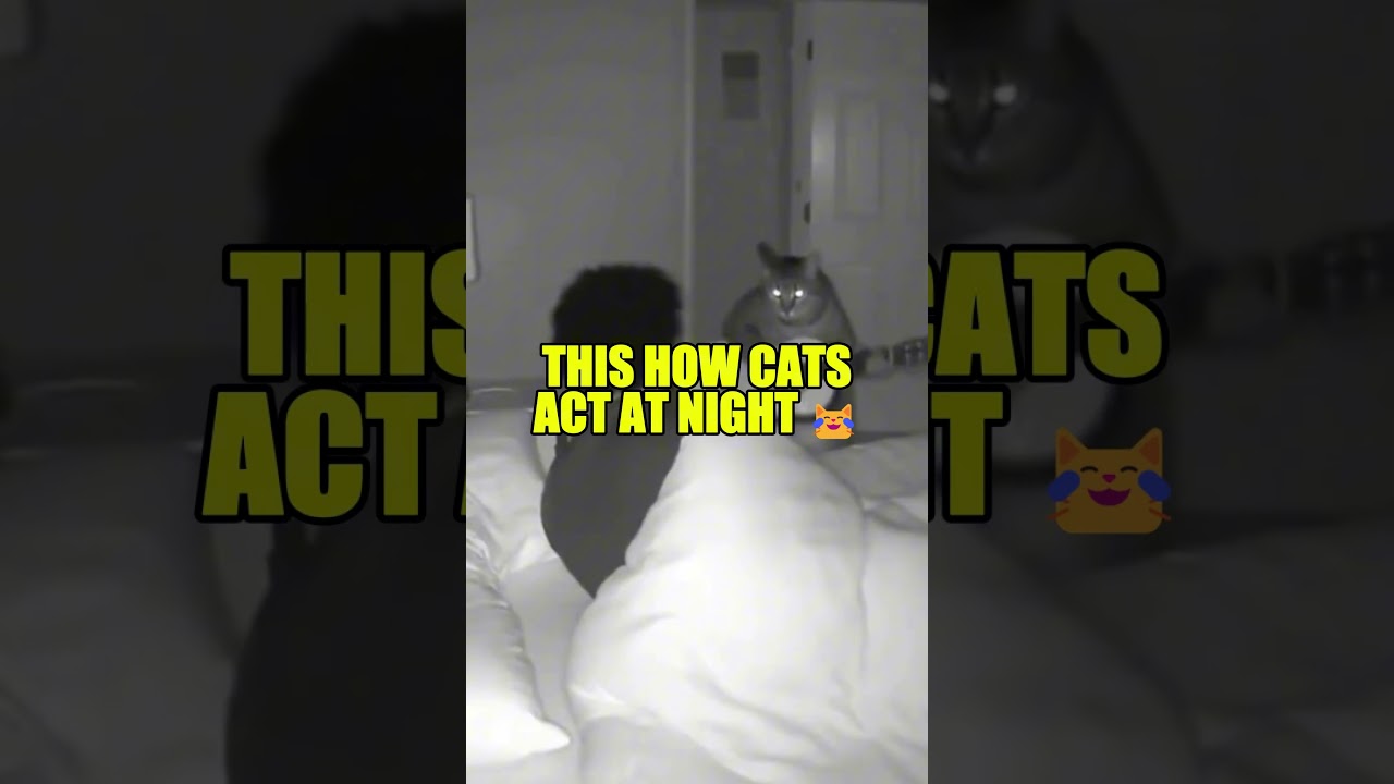 This How CATS BE ACTING AT NIGHT 😹😹#wellness #travel #Lifestyle #gaming