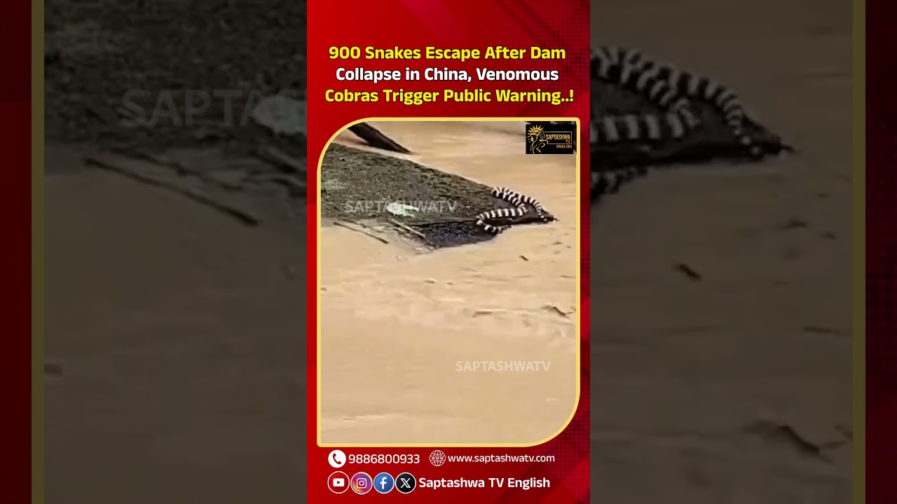 900 Snakes Escape After Dam Collapse in China, Venomous Cobras Trigger Public Warning..!