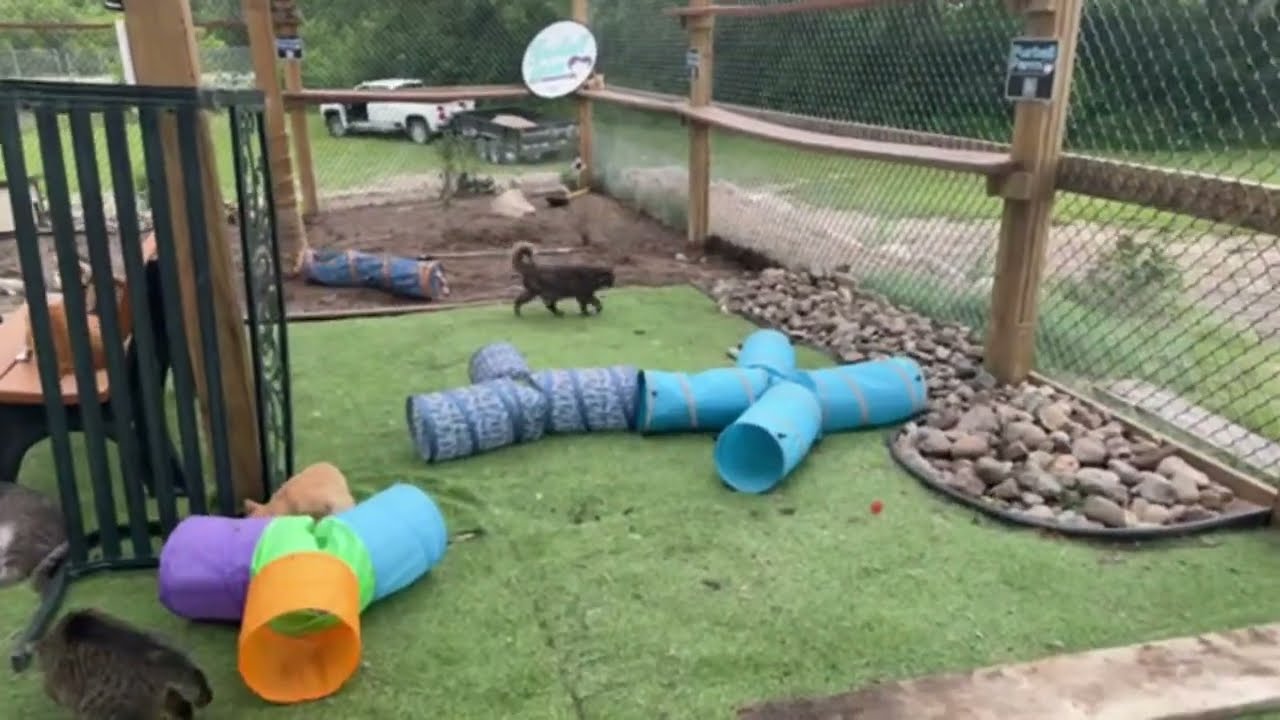 Welcome to Purrrradise!