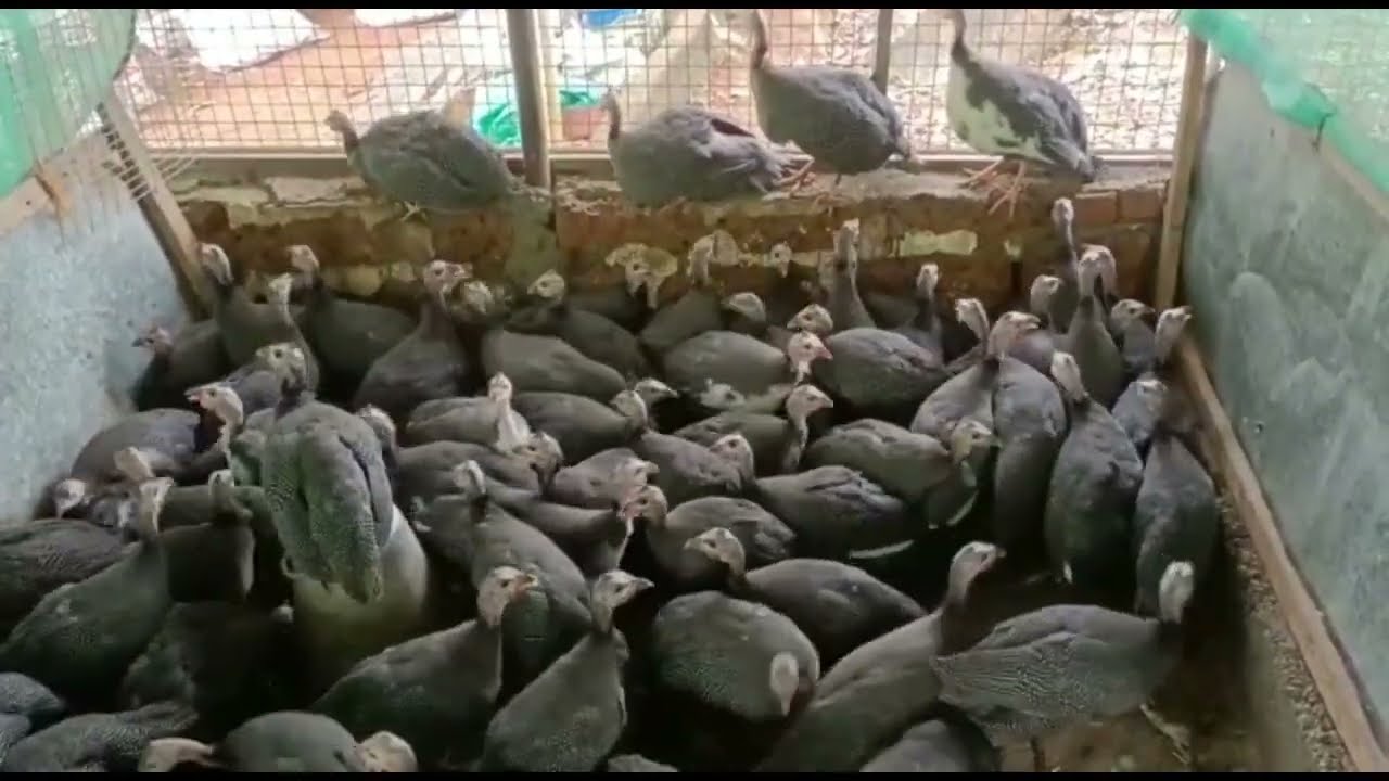 Guinea fowl chini murgi ka bachcha 45 din ka bachcha uplabdh hai MADHYAPRADESH chhindwara 8103145060