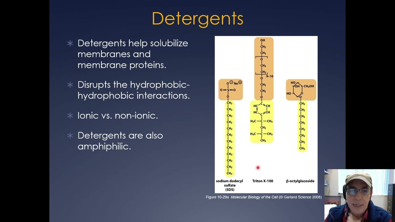 Molecular Cell Biology Lecture 17, Part A; Membrane Proteins and Translocation.