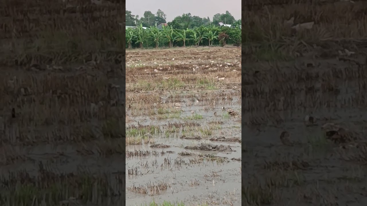 🇻🇳🪿#duck. copper smoke and ducks part 5🦆🌴#satisfying #farmers