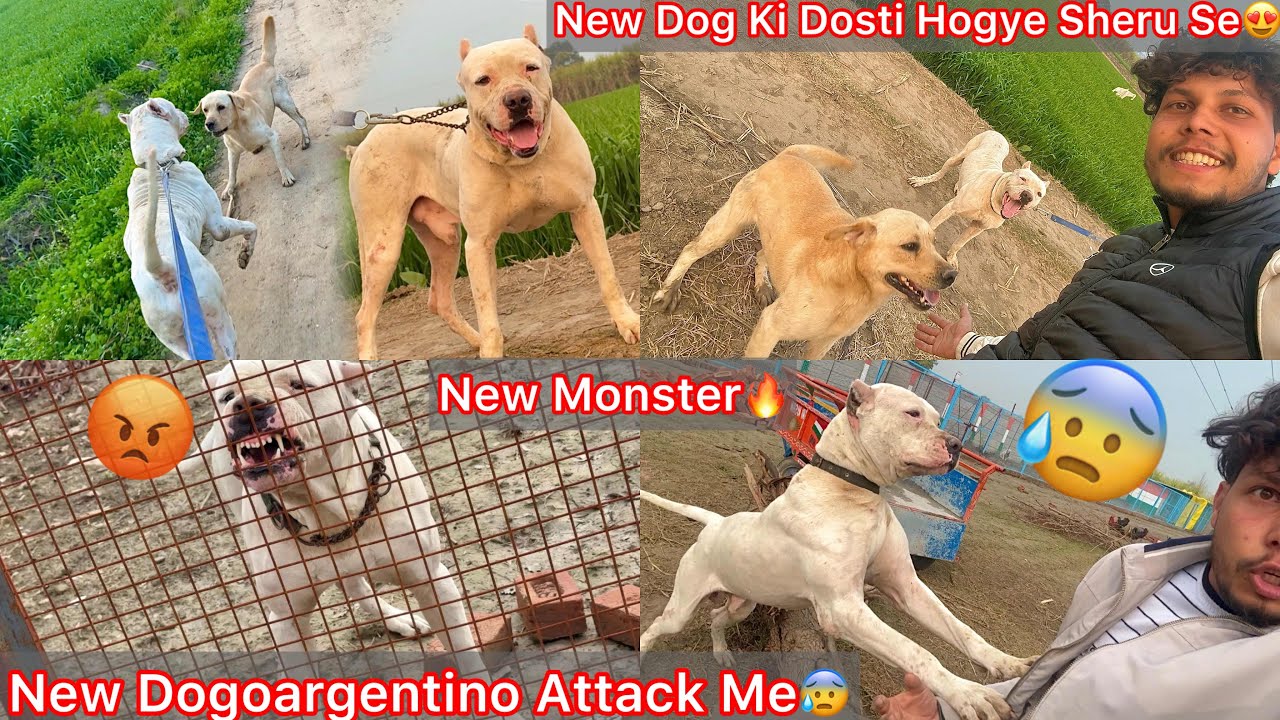 Finally New Dogoargentino Ki Dosti Hogye Sheru Se😍New Dog N Mera Upper Attack Kiya😨Food Aggregation😰