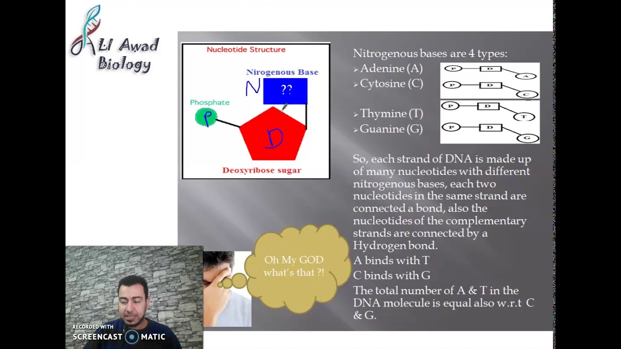 Chapter 2: Activity 3: The structure and chemical components of chromosomes part 2 Grade 11 science