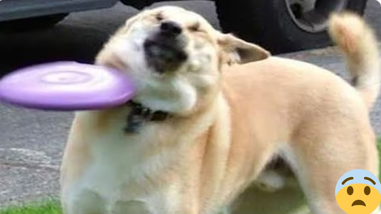 New FUNNIEST PETS EVER 2025 😂 You Won’t Believe #27!
