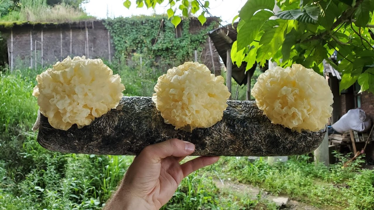 These 25 Types Of Mushrooms Are Grown Around The World For Both Food and Medicine