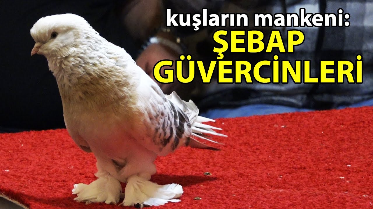 Kuşların mankeni: ŞEBAP GÜVERCİNLERİ