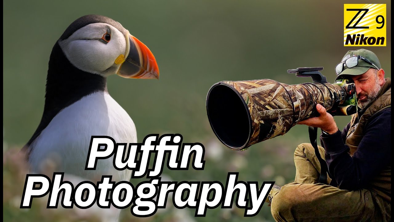 Back to Skomer Island! Puffins Everywhere – Wildlife Photography Part 2