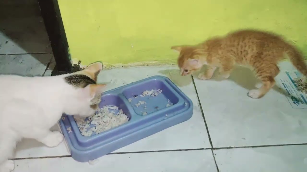 3 KUCING PAGI PAGI SUDAH SARAPAN 