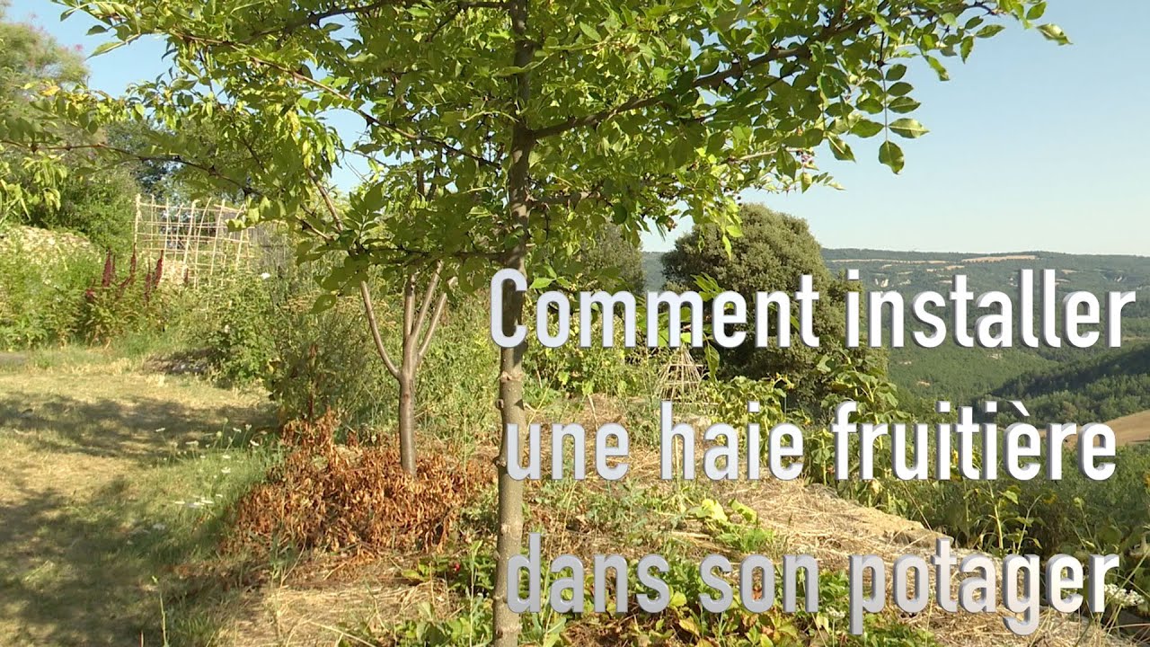 Comment installer une haie fruiti&egrave;re dans son potager ?