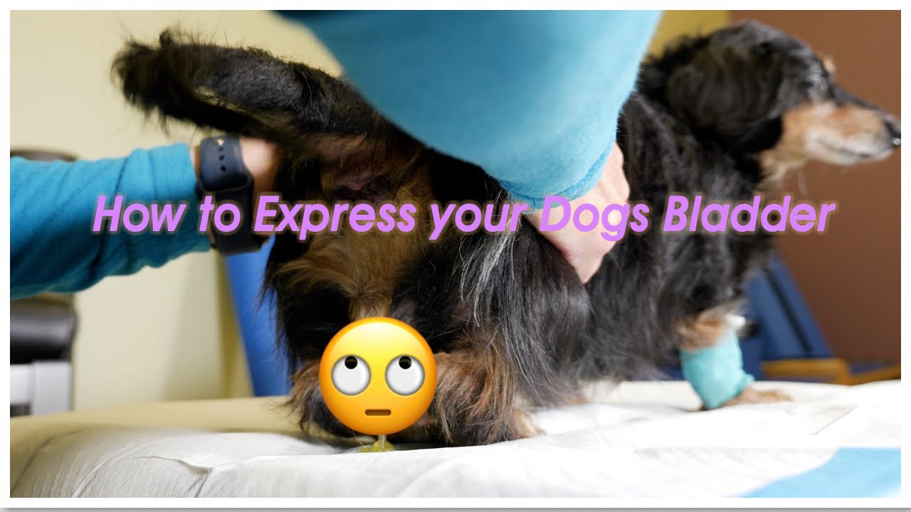 How to Express the Urinary Bladder