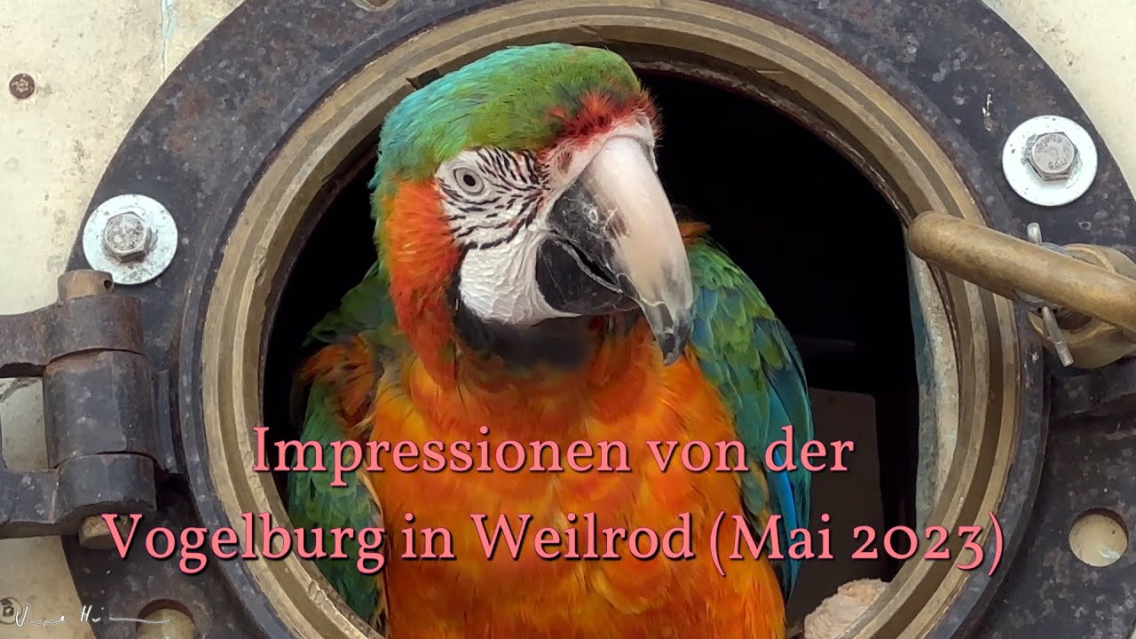 Impressionen von der Vogelburg in Weilrod