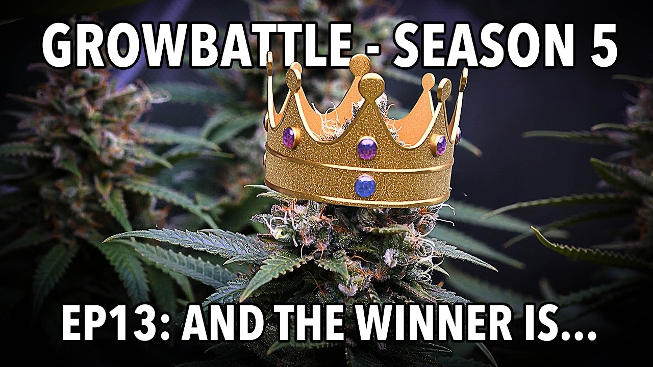 GROWBATTLE 5 💥 BASE vs  BOOST 🥦 EP13 AND THE WINNER IS... 🌱 2x Wifi OG Haze 💪🏻 by Vivosun