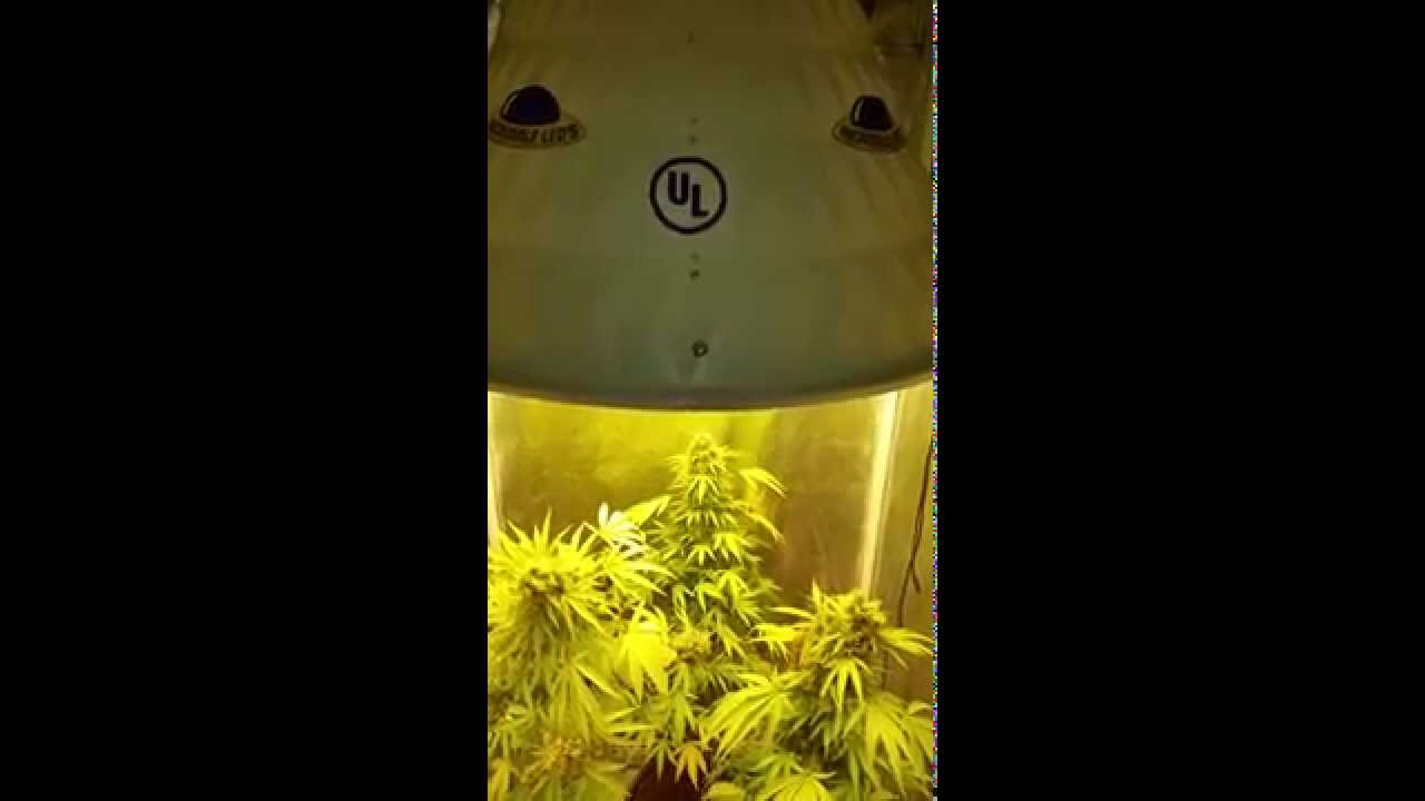 Incredible LED's Flower Ship Day 64 Cannabis Grow