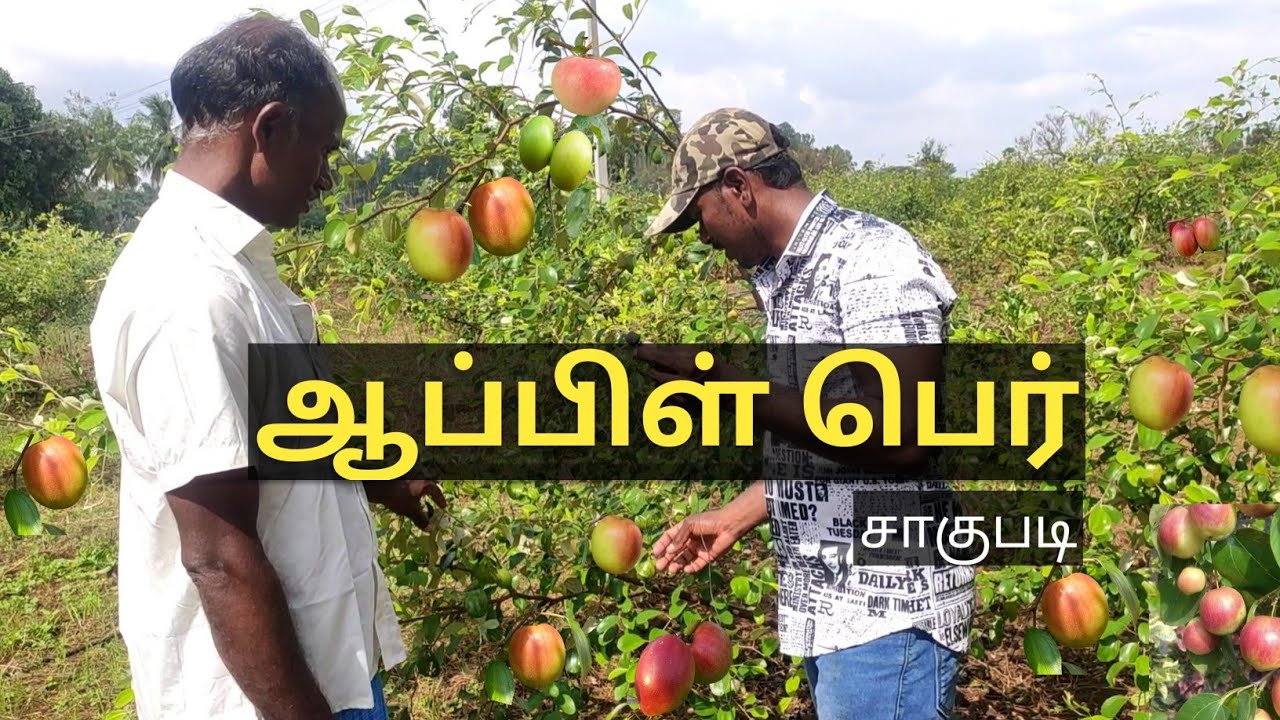 Apple Ber | காஷ்மீர் எலந்தை| Kashmiri Apple Ber | Red Apple ber | Apple Ber cultivation