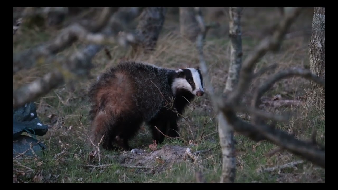 grævling Meles meles Badger grævlingen