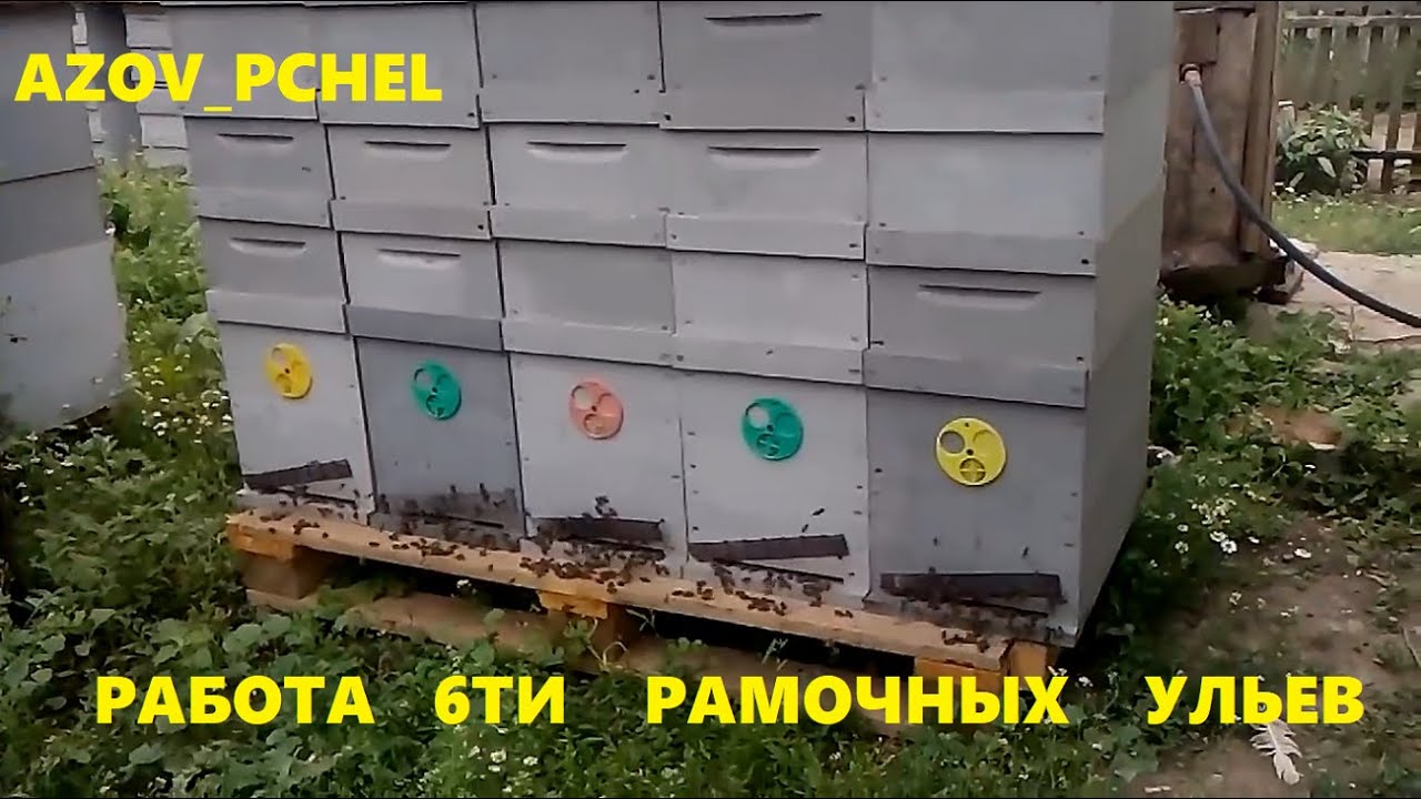 Работа 6-ти рамочных ульев (Work of 6 frame hives) #Пчеловодство6тирамочныхульев#