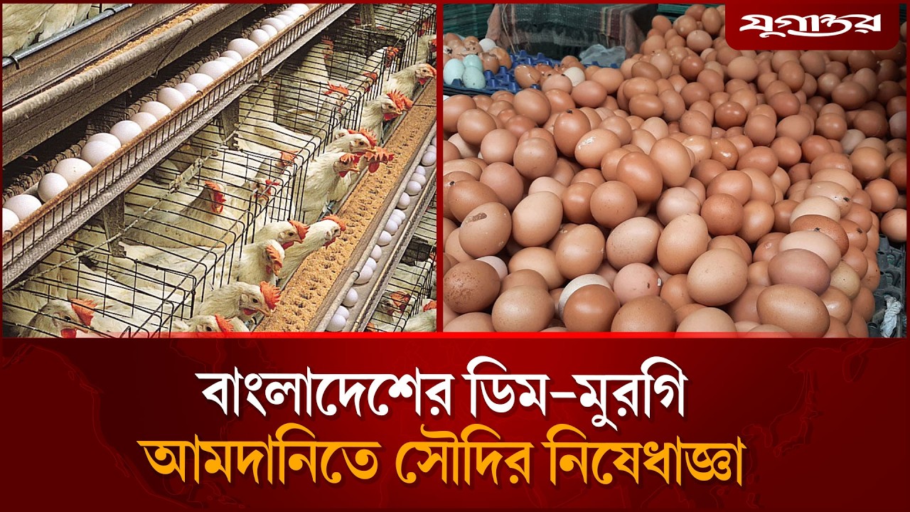 এবার বাংলাদেশের ডিম-মুরগিতে সৌদির নিষেধাজ্ঞা | Saudi Arabia | Bangladesh poultry | Jugantor