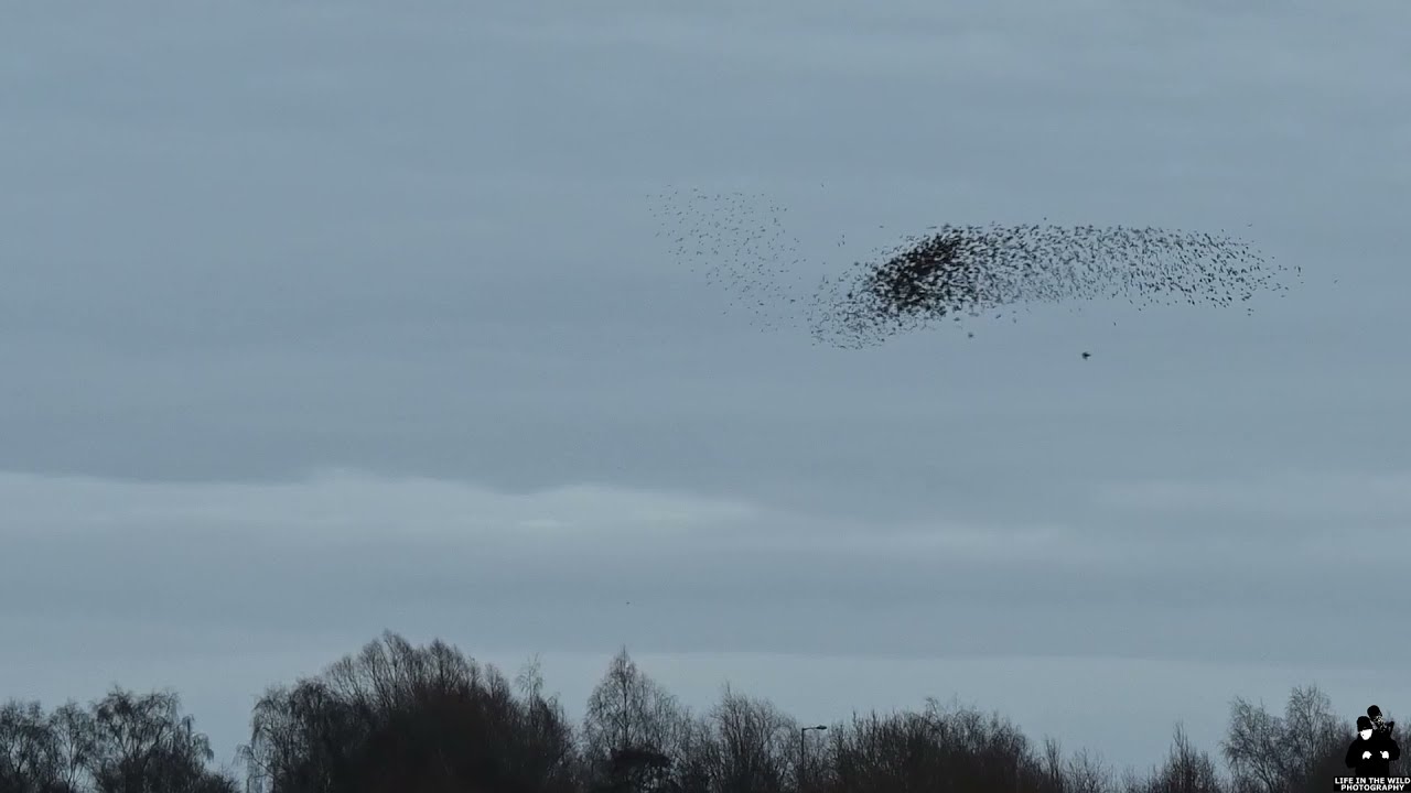 Starling murmuration attack by predator