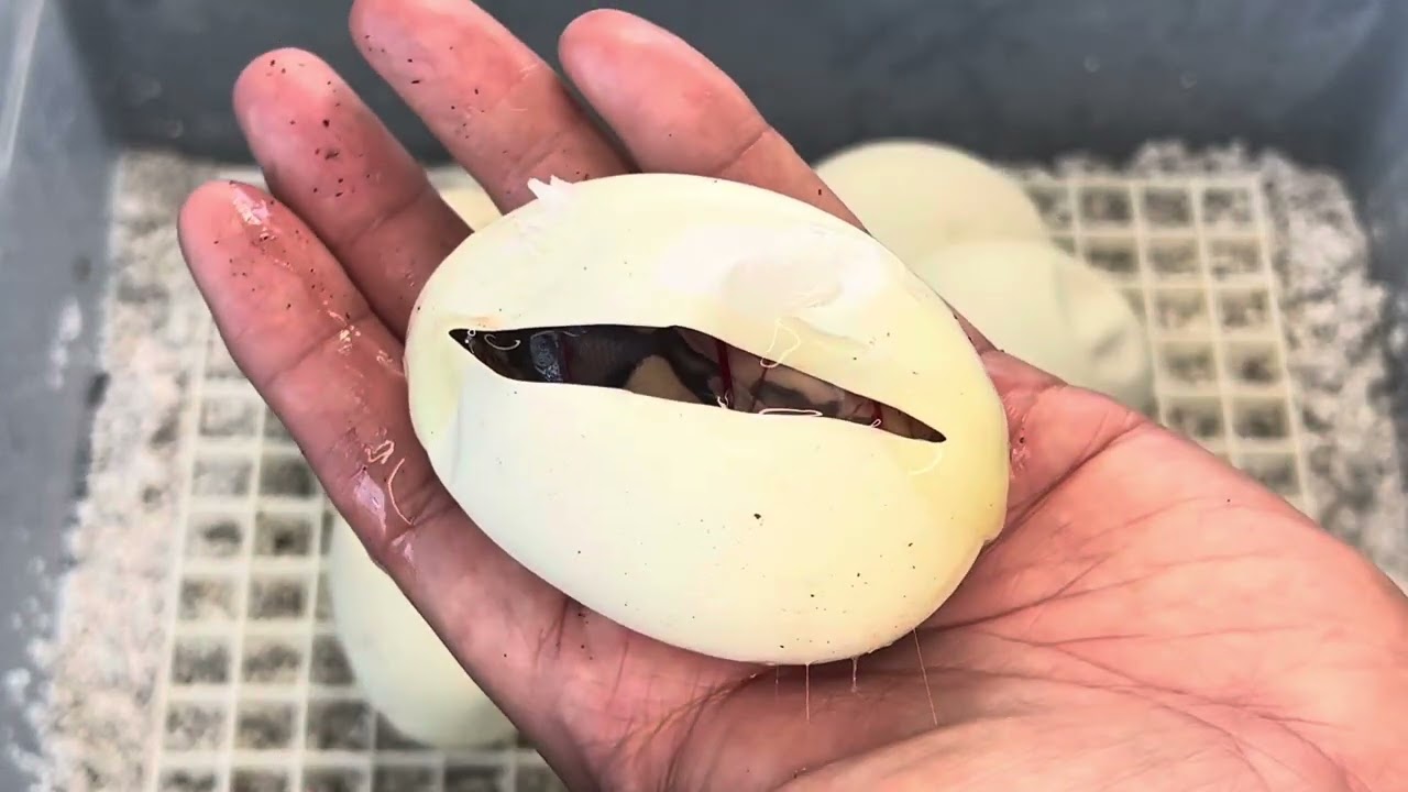 Egg Cutting SUCKS, I quit this crew...