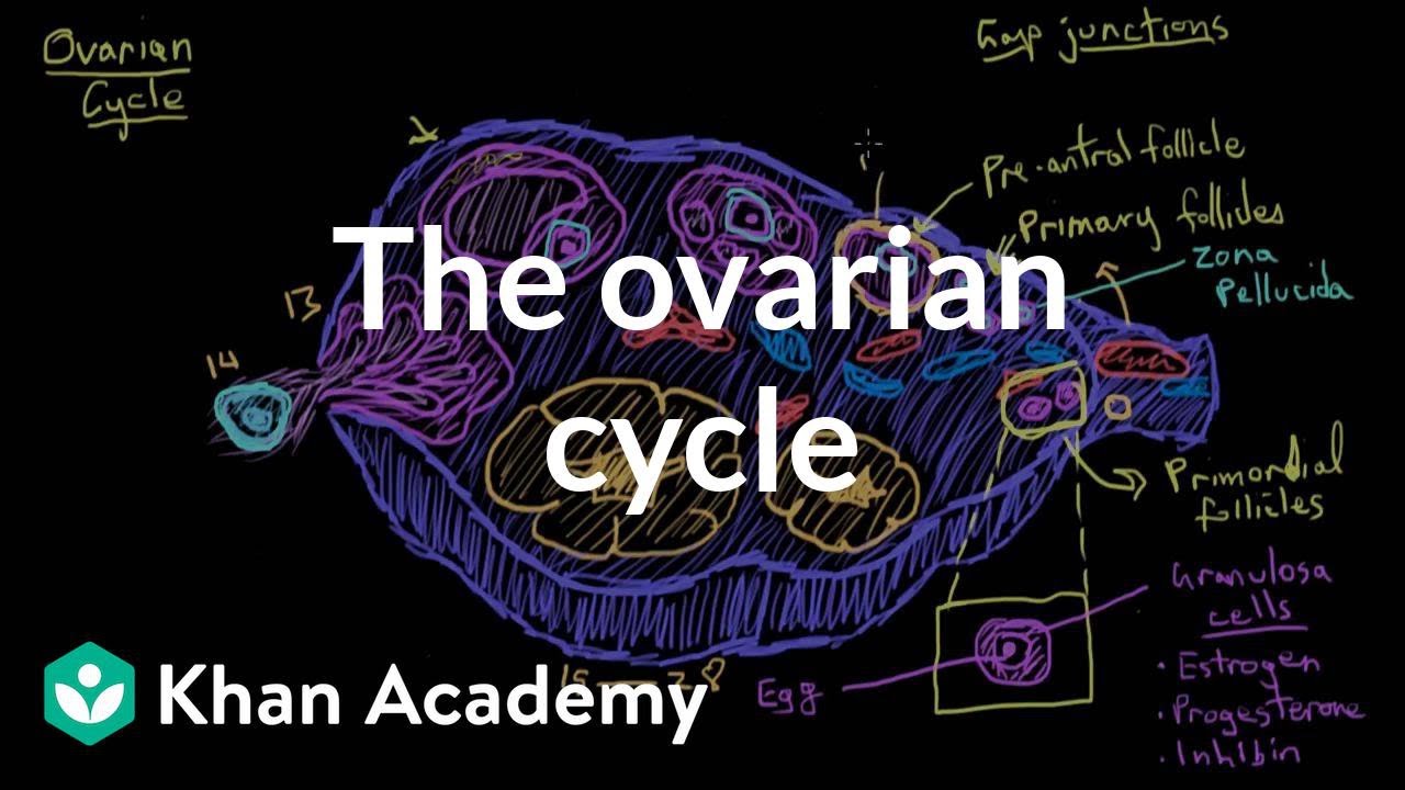 The ovarian cycle | Reproductive system physiology | NCLEX-RN | Khan Academy