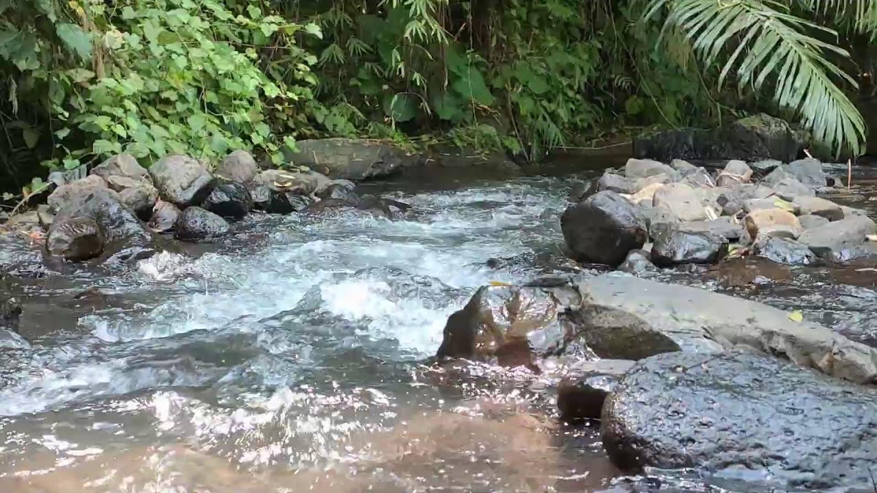 Relaxing River Sound for Study & Focus -  Forest Stream Ambience