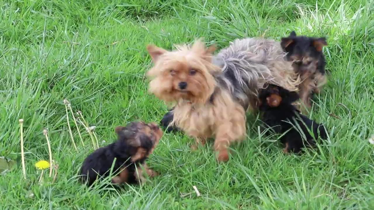 Yorkie Puppies For Sale