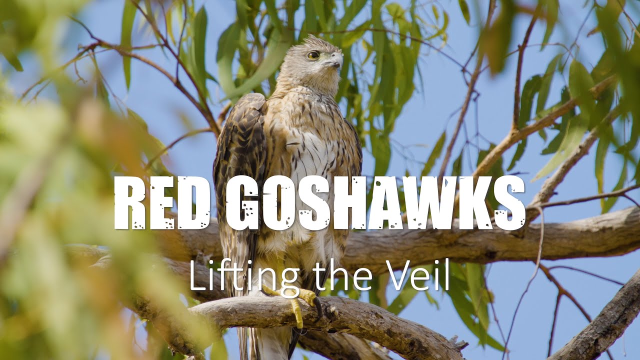 Red Goshawks - Lifting the Veil