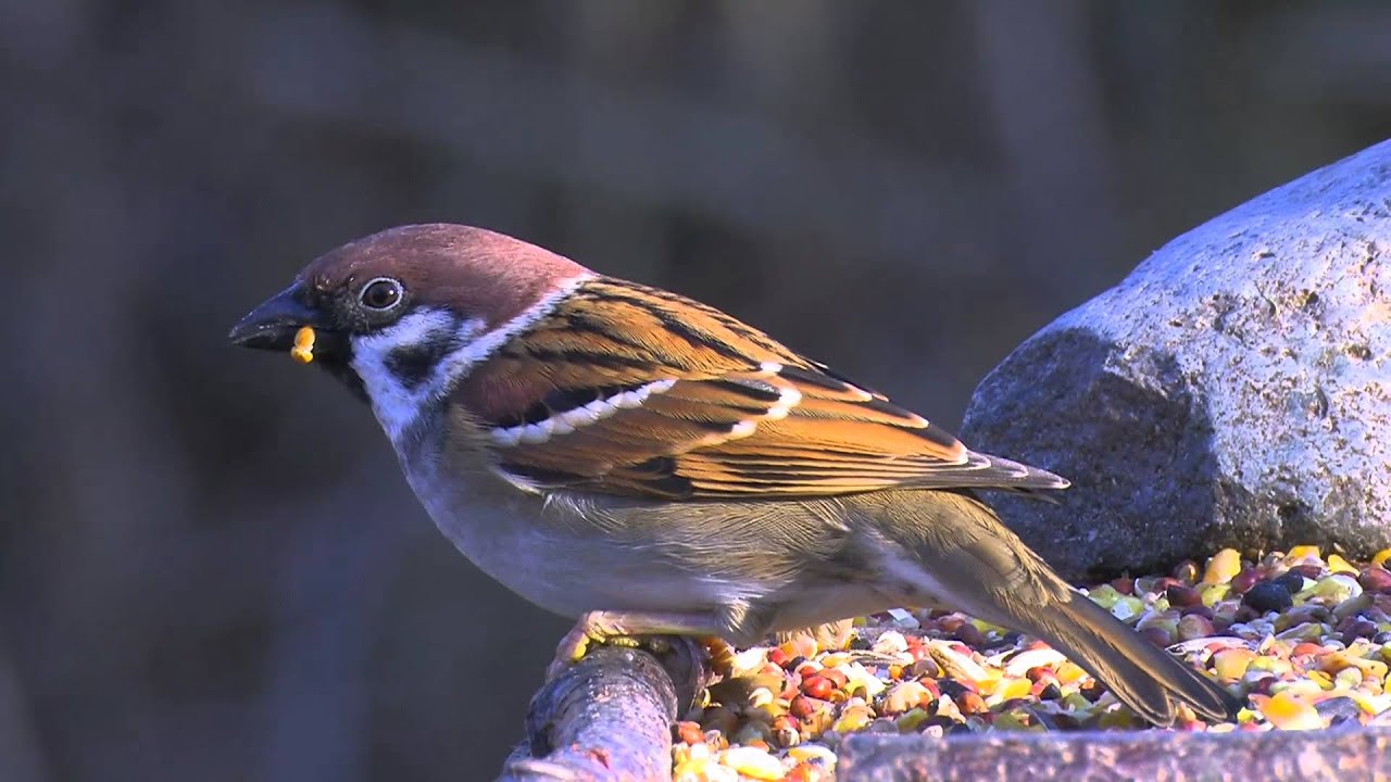 Tree Sparrow   - Passer montanus
