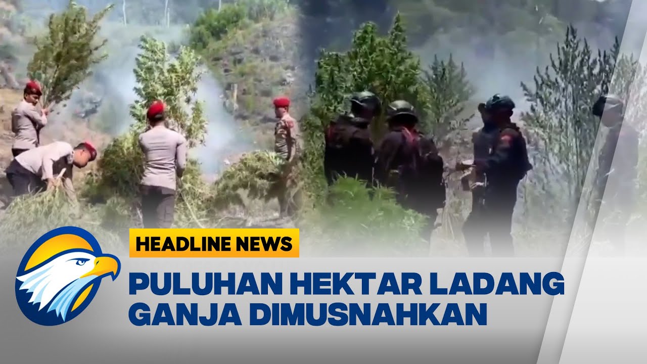 [HEADLINE NEWS, 26/10] Polisi Musnahkan Ladang Ganja 60 Hektare di Gayo Lues Aceh