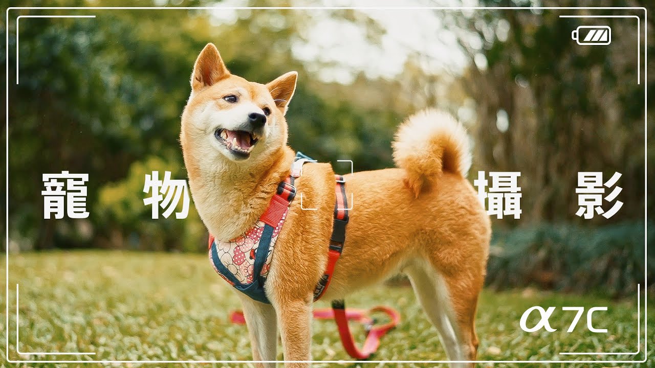數位影像產品 ｜ α7C 教學 ｜ 寵物攝影 拍攝技巧 ｜ Sony 數位教室